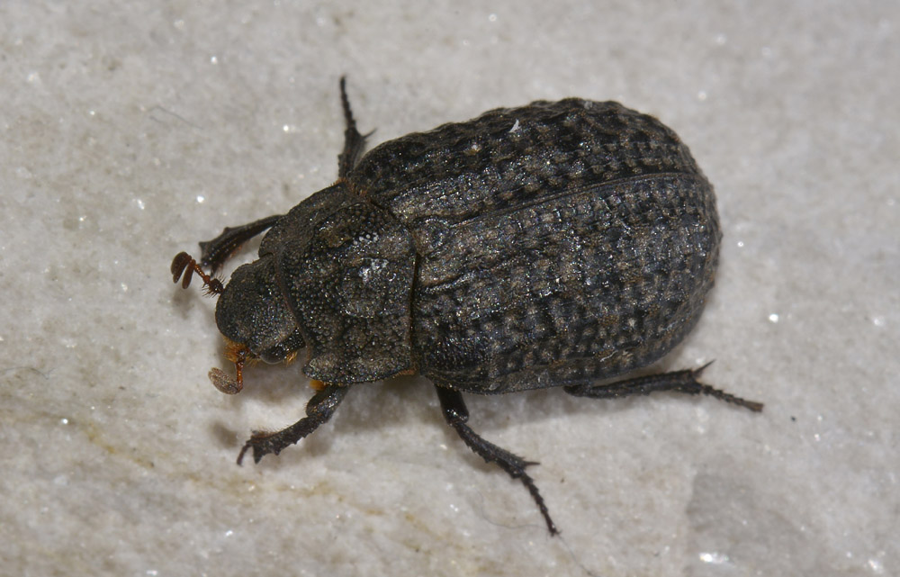 Trox sabulosus?